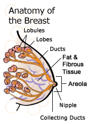 آناتومی و فیزیولوژی پستان